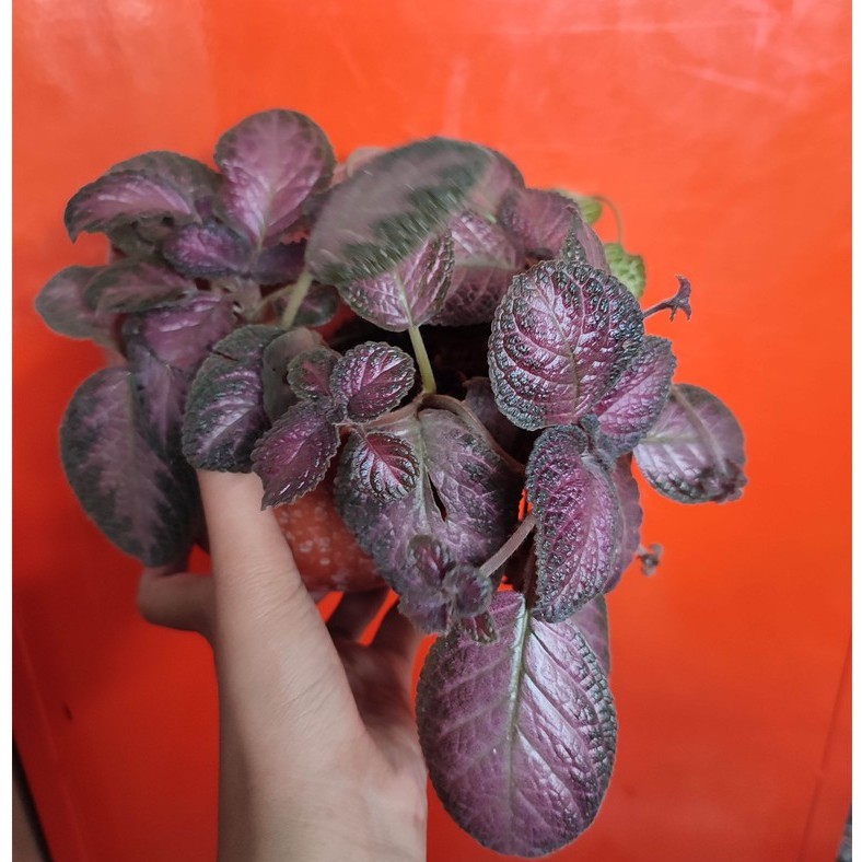 Bunga Episia Episcia Beludru Merah