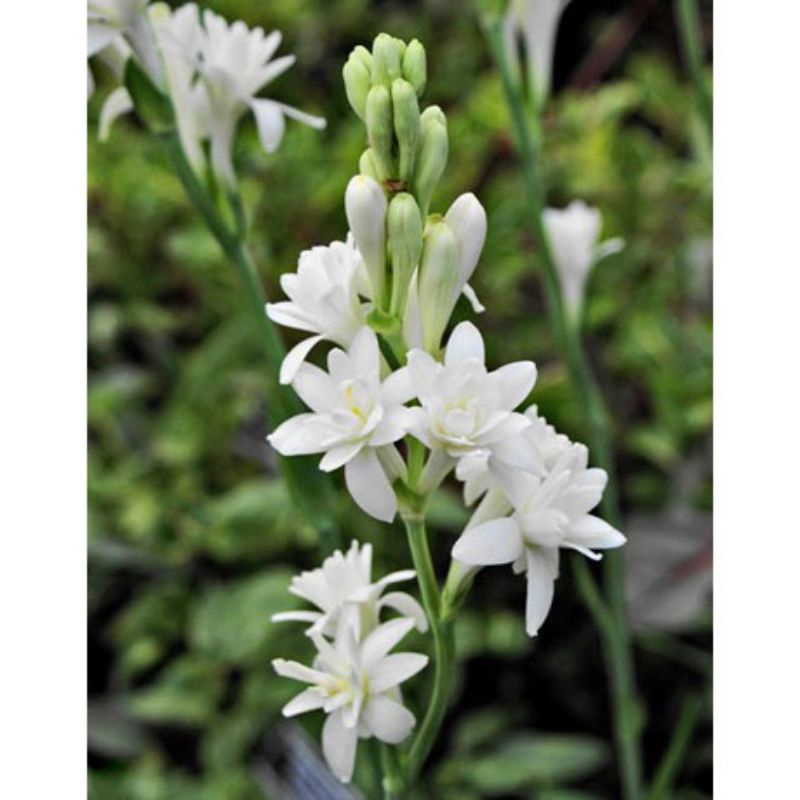 umbi bunga sedap malam