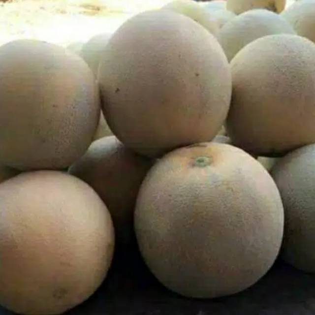 Buah Melon 1,5-2kg