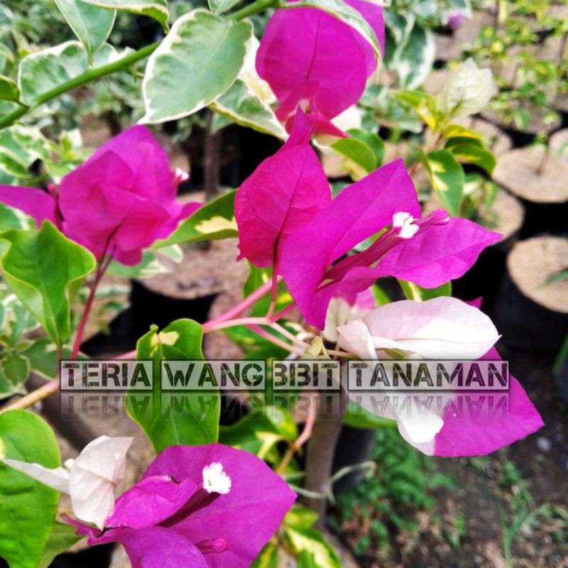 Bougenville variegata merah putih