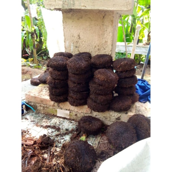 media tanam platycerium dan anggrek