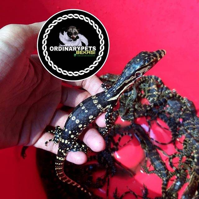 29+ Hewan peliharaan reptil jinak info