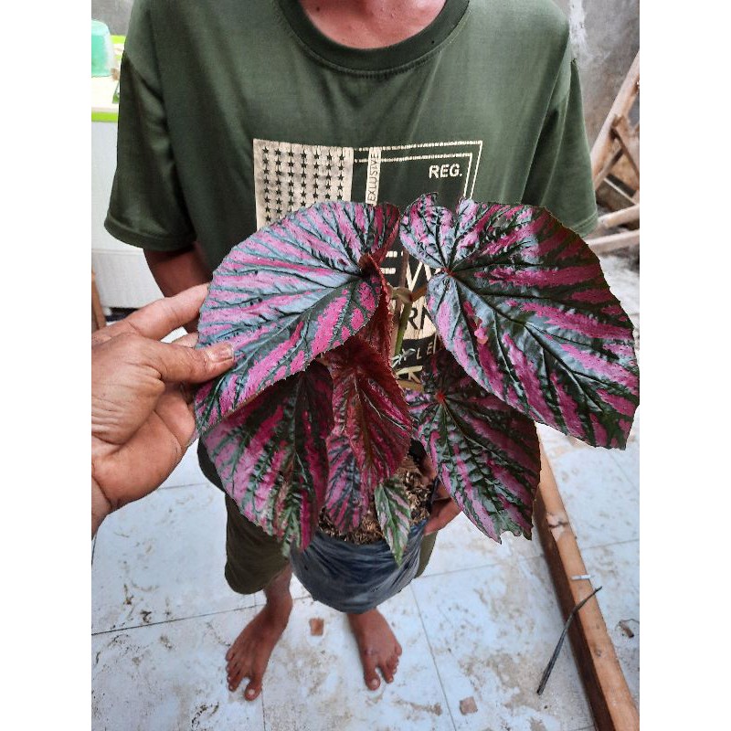 TANAMAN HIAS BEGONIA BREVIRIMOSA EXOTICA SSP DEWASA