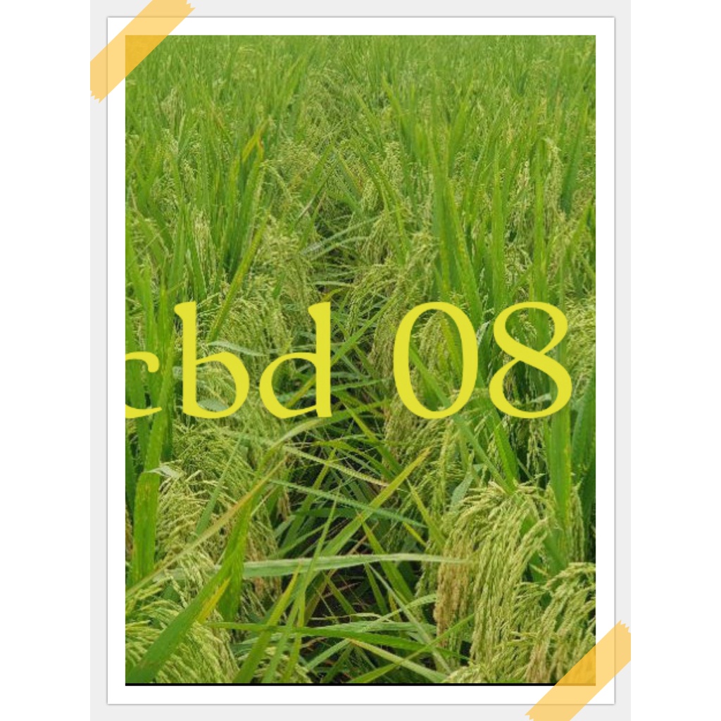 

CBD 08 kemasan 5kg