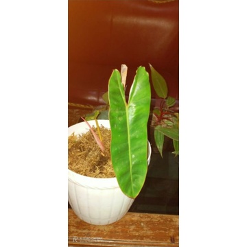 bilitae kabel busi ori