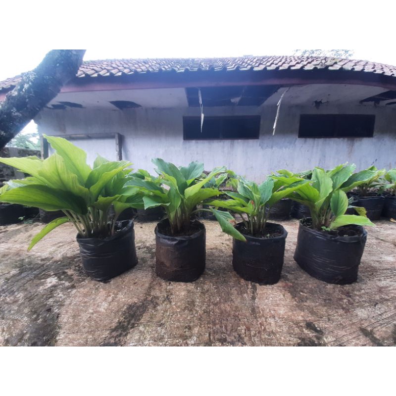 kunyit hitam 5-12 tunas