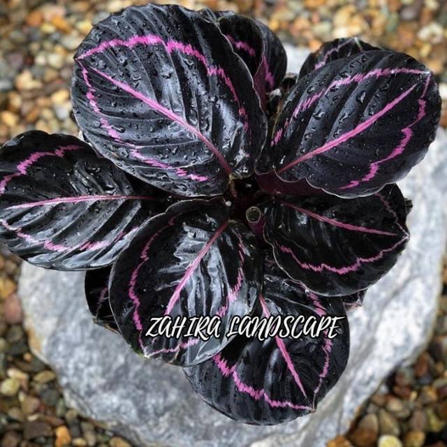 Tanaman Hias Calathea - Calathea Black Lipstik - Meranti - Kalatea Black Lipstik