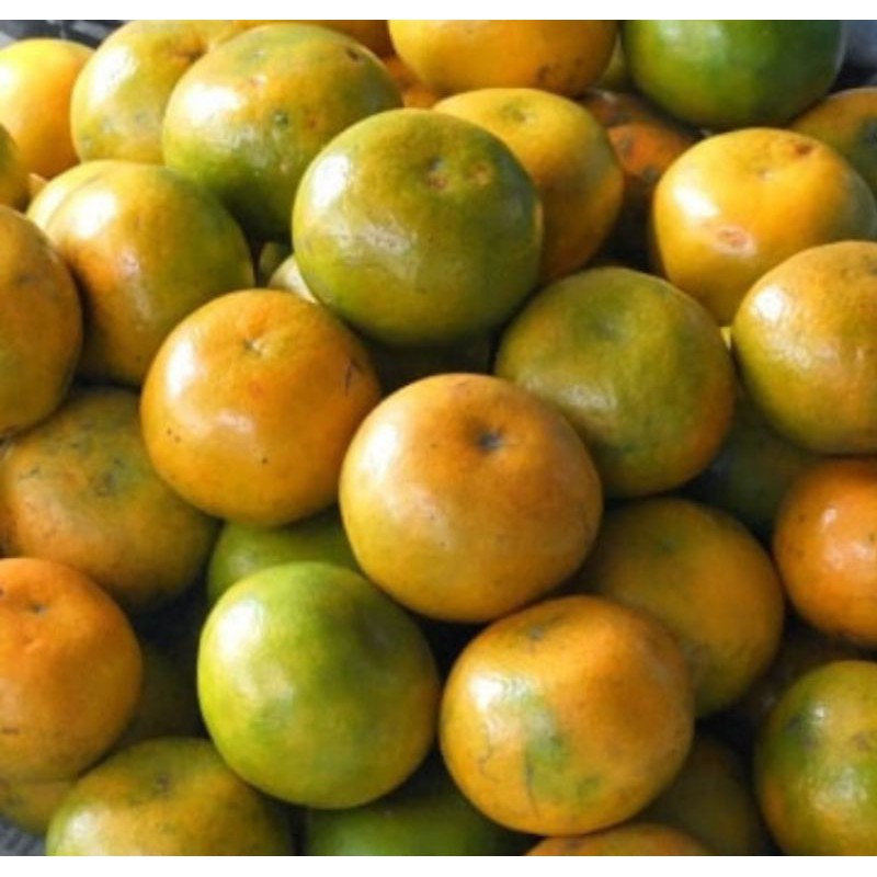 

BUAH JERUK MEDAN SUPER PAKET MURAH 3 KG