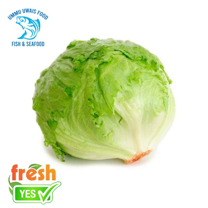 

Sayur Lettuce Segar - 250 Gram