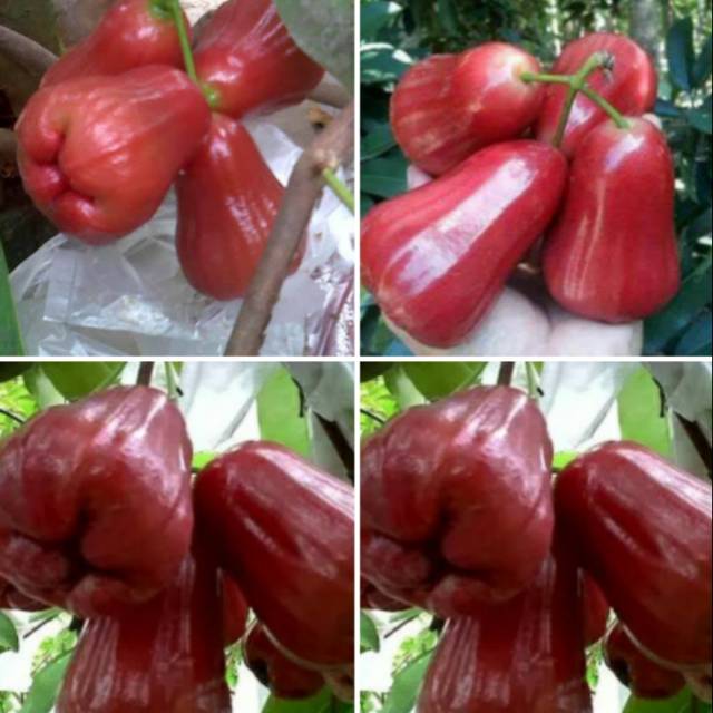 BIBIT JAMBU KESUMA MERAH