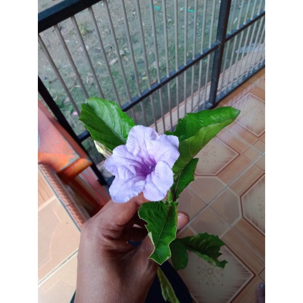 

Daun Kencana Ungu Daun Herbal Jamu Tradisional Segar Fresh 250 gram