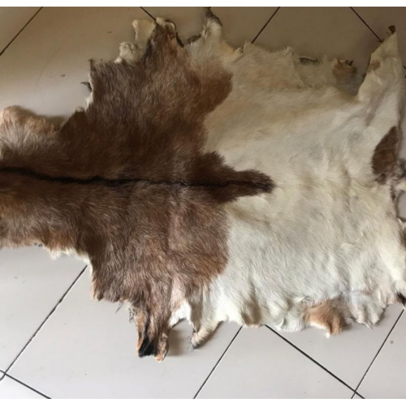 kulit kambing bulu disamak untuk kerajinan