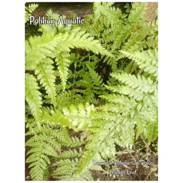 Tanaman Paludarium Pakis Leather Leaf
