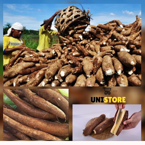 

Paket Promo 10kg Singkong mentega - jenis singkong manis pulen dan lezat untuk bermacam olahan