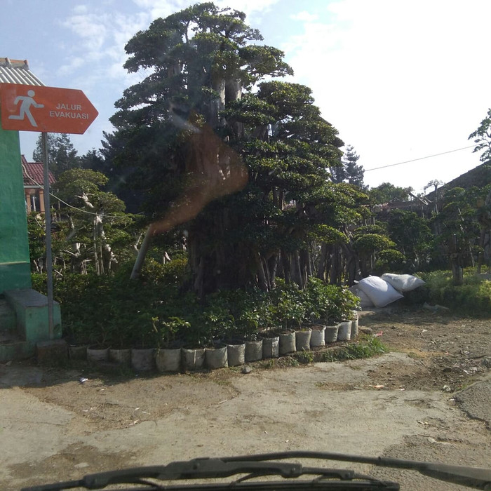 Tanaman hias / Bonsai beringin korea / Pohon bonsai