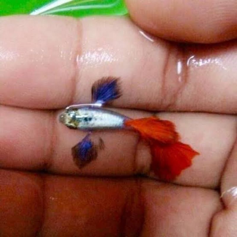 Ikan Guppy gupi PRTBE Murah
