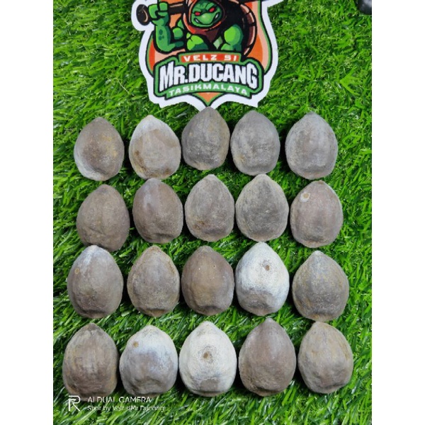 MUNCANG ADU ANAK WADAS SI JANDA