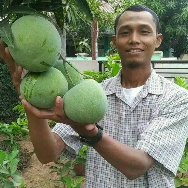 Bibit mangga kelapa super