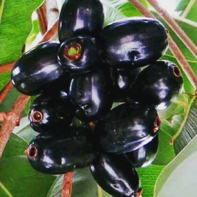 BIBIT JAMBLANG/DUWET