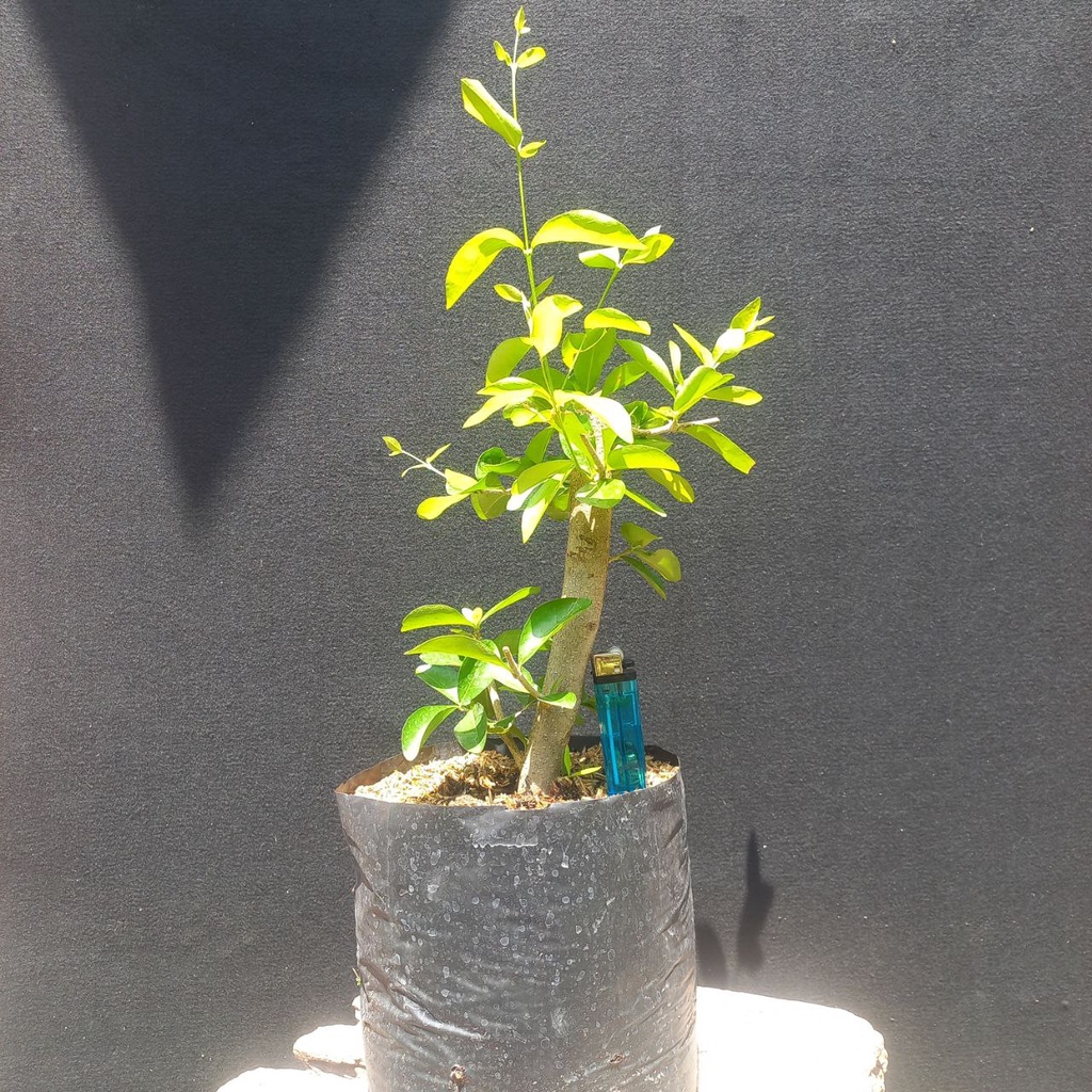 Cherry Barbados / Cherry Sianci Batang Besar Hasil Cangkok Bibit Buah Bahan Bonsai