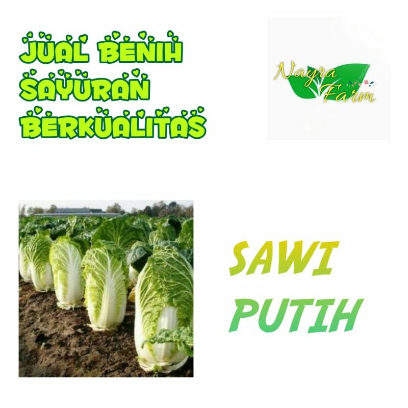Benih Bibit Sawi Putih Besar Hibrida Autumn Sun F1 Sayuran Dataran Rendah