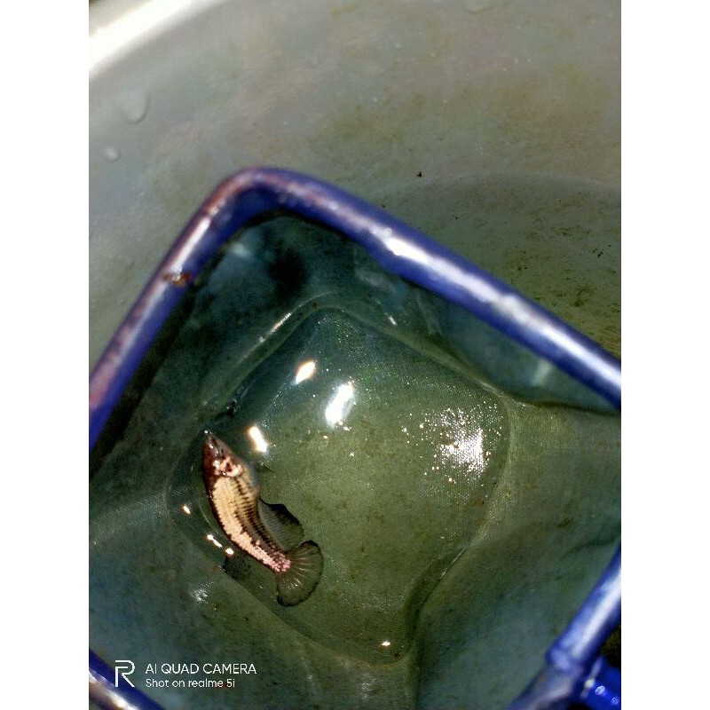 ikan cupang black samurai