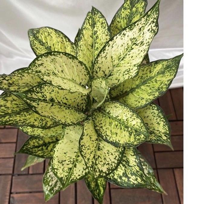 Tanaman hias aglonema snow white-aglaonema-tanaman hias hidup-tanaman bunga-tanaman hidup aglonema-aglaonema snowwhite-tanaman hidup-bunga hidup-bunga tanaman hias hidup murah-bunga aglonema hidup-tanaman hias aglonema(tanaman hidup/bunga hidup murah) / T