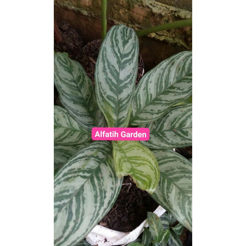 PROMO // Tanaman hias aglonema sri rejeki-Tanaman hias-Aglonema sri rejeki-Sri rejeki-PROMO Termurah