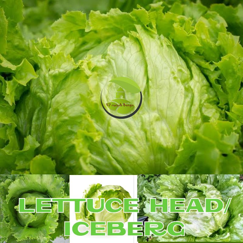 Benih Sayur Selada Bibit Selada Lettuce Benih Letuce