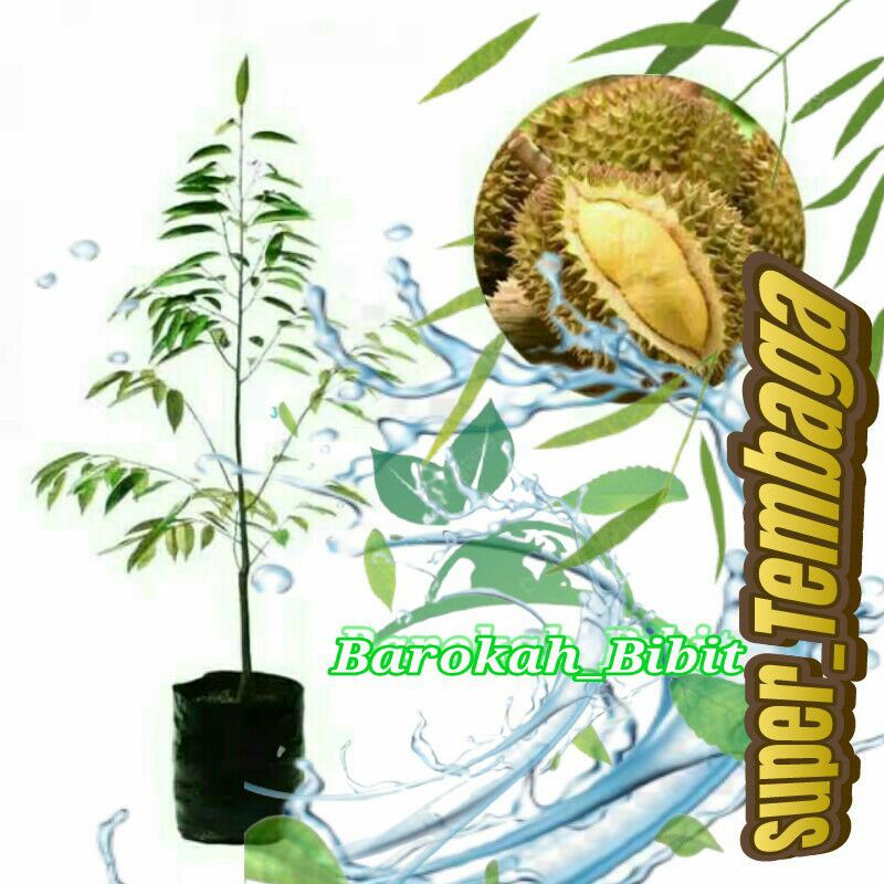 bibit durian super tembaga emas asli