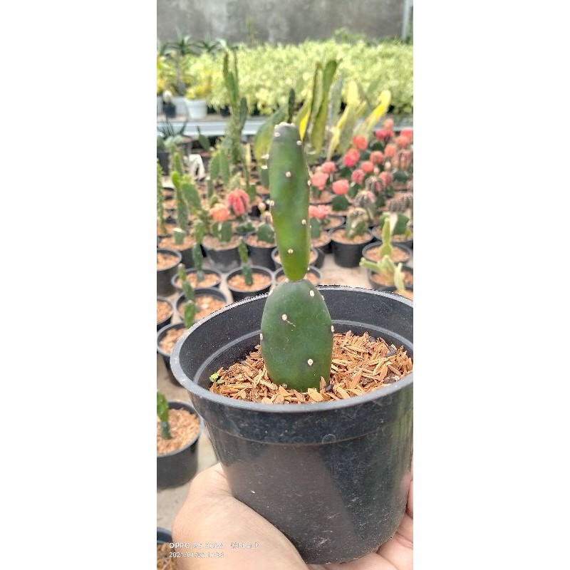 

oppuntia hijau