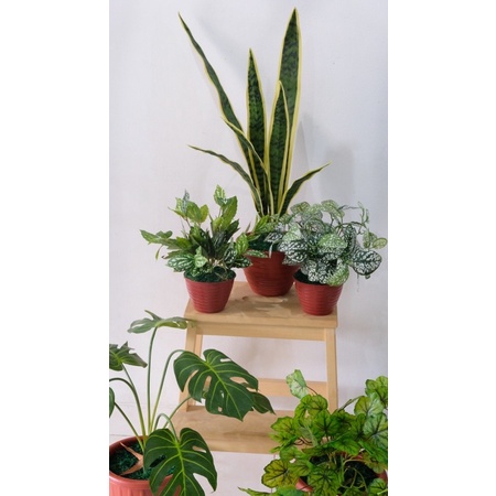 Tanaman Plastik Lidah Mertua / Snake Plant