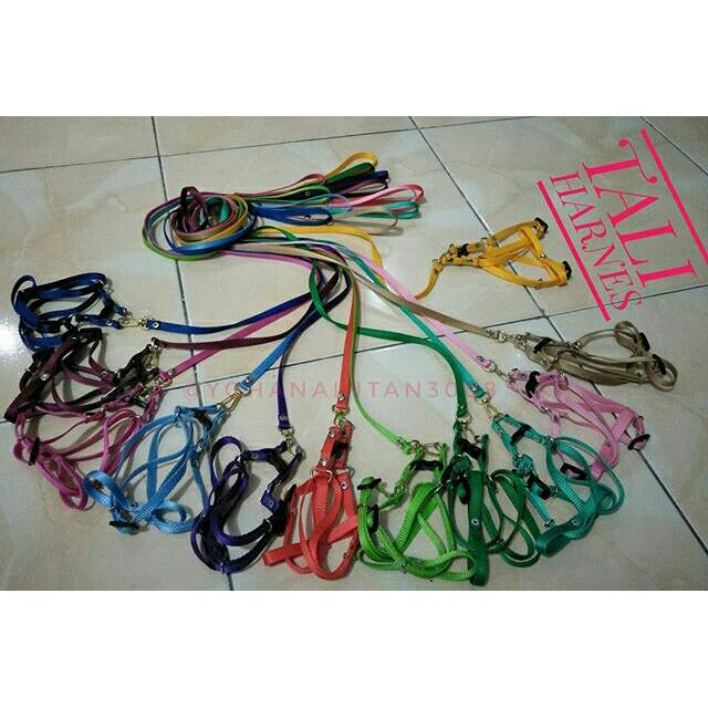 Tali hernes kucing model Y dewasa Polos