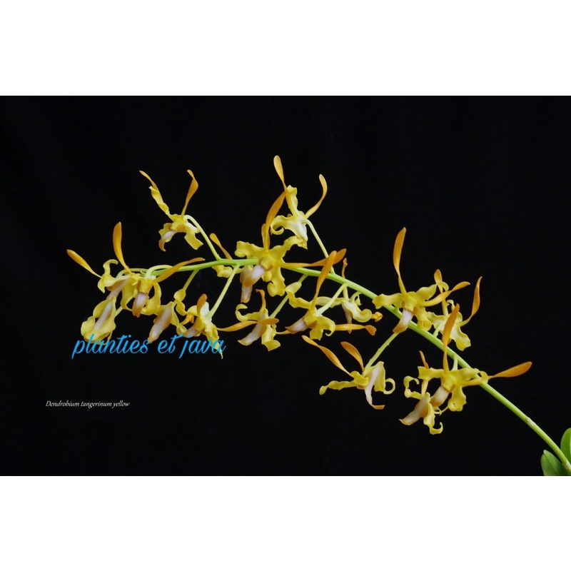 Anggrek Dendrobium Tangerinum Yellow