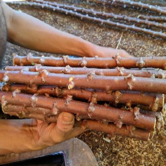 Stek batang singkong keju/15 batang- bibit singkong keju