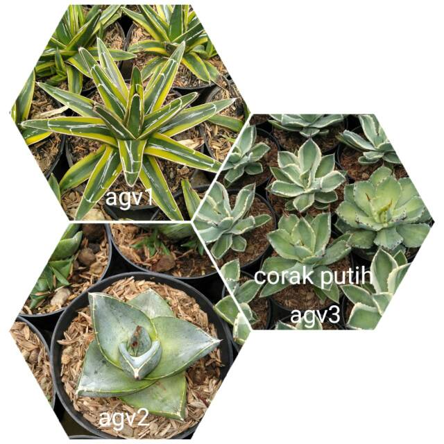 Kaktus sekulen agave