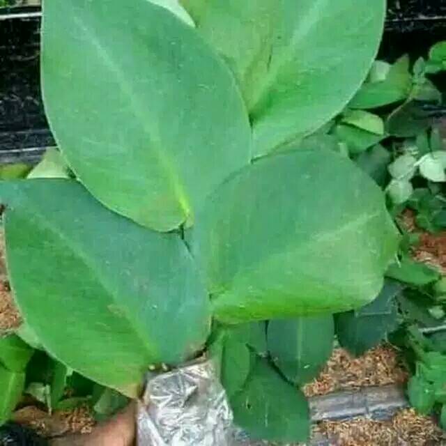 Tanaman merambat dolar besar-tanaman dolar besar-tanaman hias dingin -tanaman hias