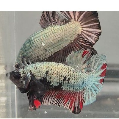 ikan cupang avatar cooper ajib real pict 100%