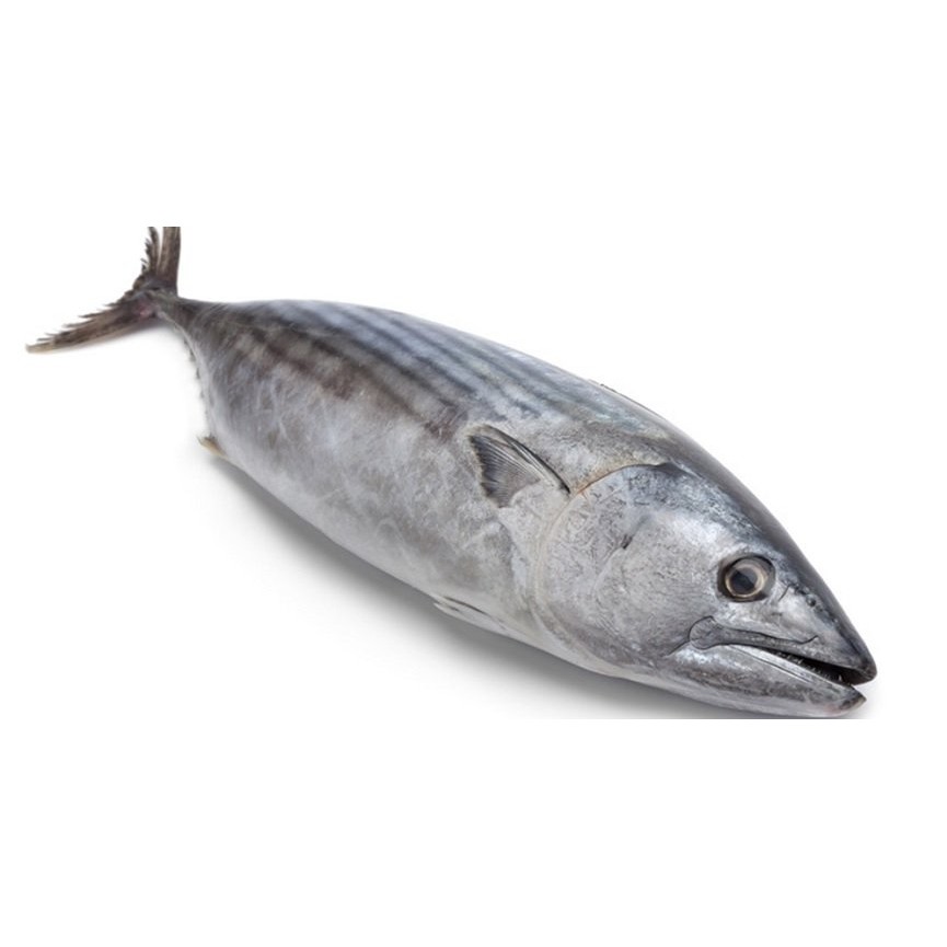 

IKAN TONGKOL 1/2Kg