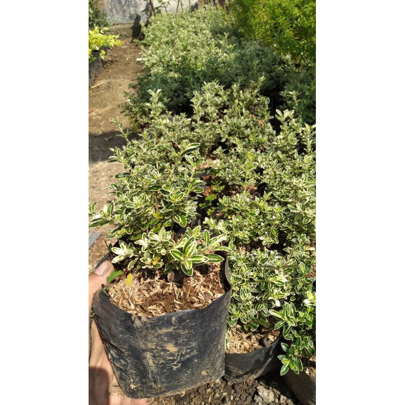 Bahan Bonsai Mirten Varigata (hingkip mirten)