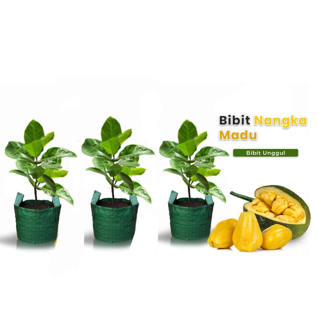 3 bibit nangka madu bonus 2 bibit nangka madu + 2 bibit sirsak madu