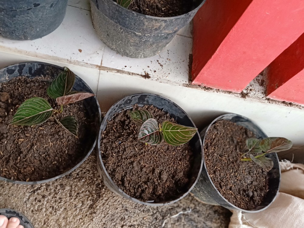 Aglonema Rotundum Aceh Yang Daun 3