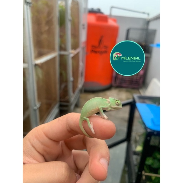 veiled chameleon pied