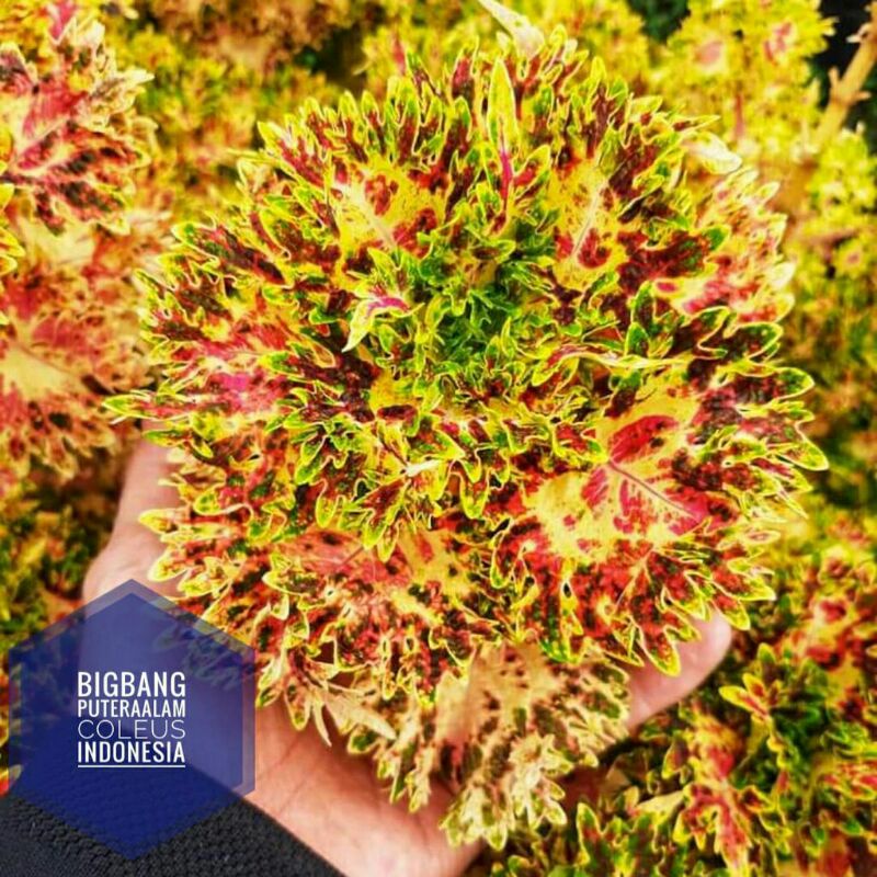 Miana Sultan Bigbeng premium