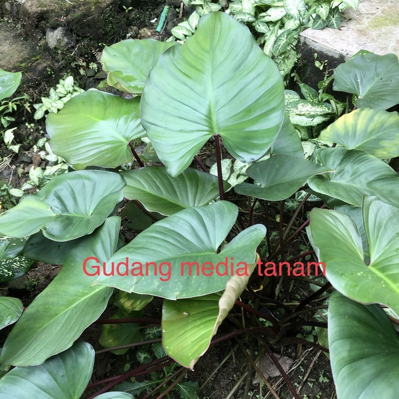 philodendrom homalomena merah