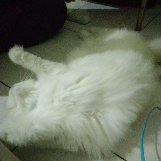 Plastik Kiloan Pe Tomat 20 X 35 Cm (plastik Dua Kilo)