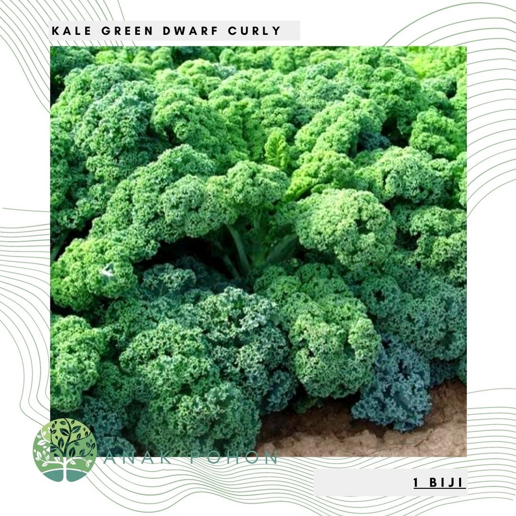 Benih Bibit Biji - Kale Borecole Green Dwarf Curly Seeds - IMPORT