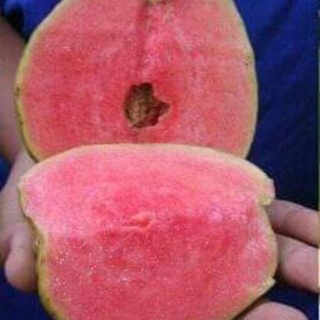 

Bibit jambu non biji berbuah manis