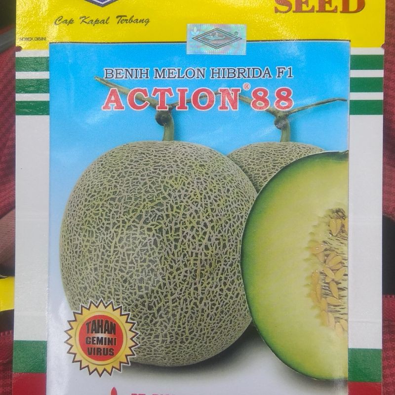 Benih Melon Hibrida Action 88 f1