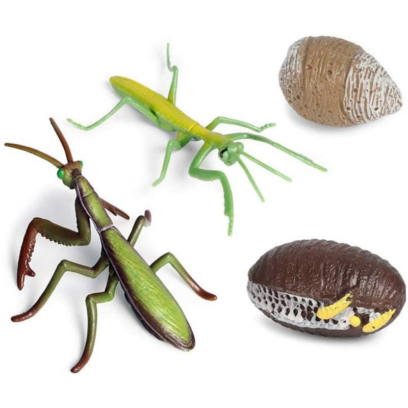 Life Cycle / Siklus Hidup Hewan / Binatang / Animal - Giant Asian Mantis / Belalang Sembah Raksasa A